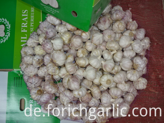 Best Quality Fresh Normal Garlic